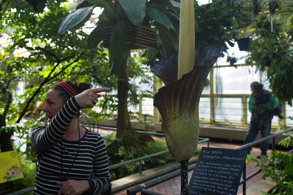 Witnessing History: The Corpse Flower Blooms at Brooklyn Botanic&nbsp;Garden